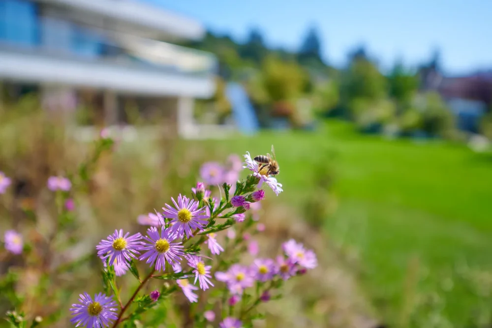 Nachhaltigkeit: Biene an Asternblüten im naturnahen Beet
